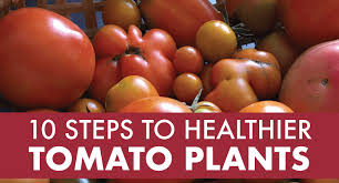We did not find results for: 10 Steps To Healthier Tomato Plants Julia Dimakos