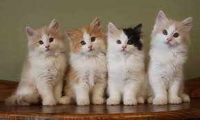 Norwegian Forest Kittens For Sale Norwegian Forest Kittens Norwegian Forest Cat Price Norwegian Forest Cat