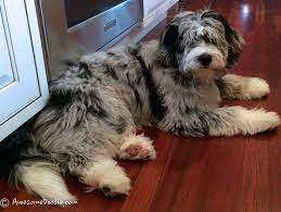 Blue Merle Mini Aussiedoodle Aussiedoodle Blue Merle Australian Shepherd