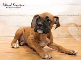The cost to buy a boxer varies greatly and depends on many factors such as the breeders' location, reputation, litter size, lineage of the puppy, breed popularity (supply and demand), training, socialization efforts, breed lines. Boxer Puppy For Sale In Georgia Petswall