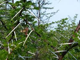 Image result for Acacia nebrownii