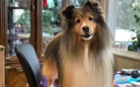 Many shelties truly look like a smaller version of a rough collie. How To Keep A Sheltie S Back Quarter Fur Clean Tlc Dog Grooming