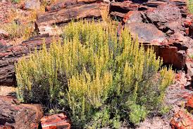 Image result for Artemisia sp.no.1
