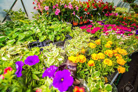 Check spelling or type a new query. The Iconic Seasonal Flowers In Every Season Floweradvisor Usa Blog