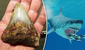 Shark teeth are relics of shark evolution and biology. Megalodon Shark S Tooth Found Fang Belonging To 18 Metre Long Prehistoric Beast Unearthed Nature News Express Co Uk
