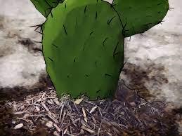 Prikly pear cactus grows througout the southeast usa where there is the right soil cactus do not require seeds to grow. 3 Ways To Grow Prickly Pears Wikihow