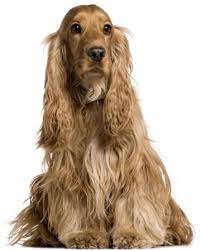 kopek cinsleri kopek turleri ve ozellikleri english cocker spaniel cocker spaniel spaniel