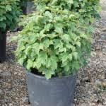Check spelling or type a new query. Viburnum Opulus Nanum Blue Heron Nursery
