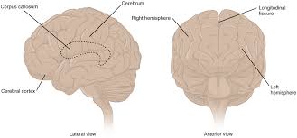 From wikipedia, the free encyclopedia. 14 3 The Brain And Spinal Cord Anatomy Physiology