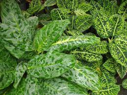 Aglaonema And Dieffenbachia Plants