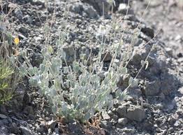 Image result for Pergularia