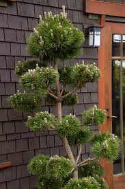 Thunderhead Japanese Black Pine Japanese Black Pine Black Pine Bonsai Pine Bonsai