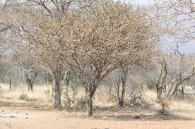 Image result for Acacia mellifera