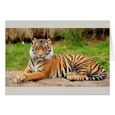 Tigers Are The Largest Member Of The Cat Family Bengal Tiger Zazzle Com Tiger Pictures Bengal Tiger Tiger Facts