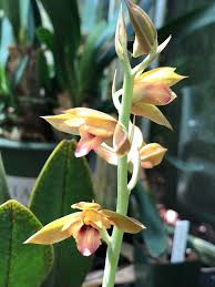 Image result for Eulophia caricifolia