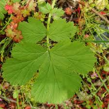 Image result for Eriosema pentaphyllum