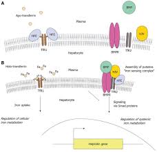 Function Of The Hemochromatosis Protein Hfe Lessons From