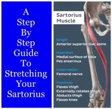 Stretching & yoga for health. The Physio Fix A Step By Step Guise To Stretching The