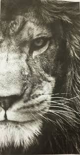 Perfect screen background display for desktop, iphone, pc, laptop, computer. Lion Eyes Mobile Wallpaper Hd 564x1078 Wallpaper Teahub Io