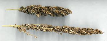 Image result for Echinochloa frumentacea