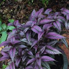 Image result for Strobilanthes