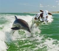 Delfin Stupidedia