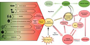 Acertado cambalache , mujer de negro , combinación fatal. Frontiers The Challenge By Multiple Environmental And Biological Factors Induce Inflammation In Aging Their Role In The Promotion Of Chronic Disease Immunology