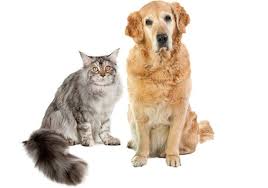 They may strain to defecate, go more often than normal, or miss the litter pan. An Introduction To Intestinal Parasites Texvetpets