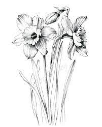 100 Organic Dried Blue Lotus Nymphaea Caerulea Flower For Etsy Flower Drawing Drawings Flower Line Drawings