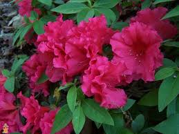 Red Ruffle Azalea Azaleas Azaleas Care Flower Names