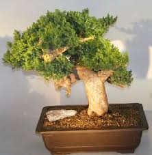 853 bonsai tree phoenix products are offered for sale by suppliers on alibaba.com. Juniper Bonsai Tree Phoenix Graft Juniper Procumbens Nana Bonsai Japanese Bonsai Buy Bonsai Tree