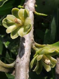 Image result for Warburgia ugandensis