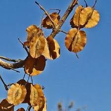 Image result for Combretum engleri