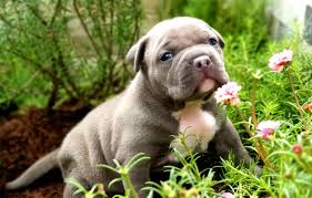 Chó bully mỹ hay chó bully (american bully) là một giống chó có nguồn gốc từ mỹ, chúng là hậu duệ của chó american pit bull terrier, american staffordshire terrier và chó bò mỹ. Huáº¥n Luyá»‡n Cho Bully