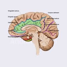 Image result for Brain Gyri