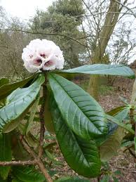 Image result for Rhodopentas