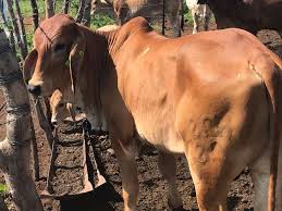 About advertising cattle to be sold @ auction. Brahman Classified Ads For Livestock In Brits Olx South Africa