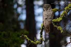 Can an owl see during the day? 13 Fun Facts About Owls Audubon