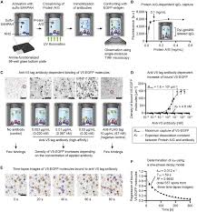 Check spelling or type a new query. Semi Automated Single Molecule Microscopy Screening Of Fast Dissociating Specific Antibodies Directly From Hybridoma Cultures Sciencedirect