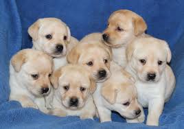 Labrador in limerick €1,200 pedigree field trial labrador retriever puppy, one only due to cancellation. Breeders Silverstream