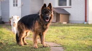 German Shepherd: Breed Characteristics, Care and Photos