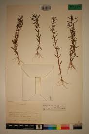 Image result for Bacopa floribunda