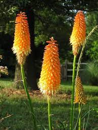Rods Of Fire Candy Corn Plant Corn Plant Candy Flowers Weird Plants