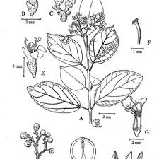 Image result for Premna hans-joachimii