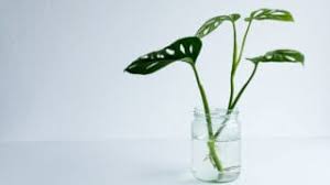 We did not find results for: Is Monstera Adansonii Toxic Read This