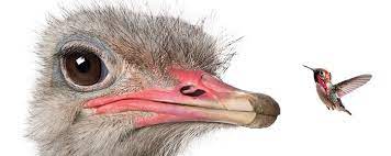 Birds are majestic masters of the sky, they have inspired the dreams of flying for many over the millenia. The Biggest And Smallest Birds In The World