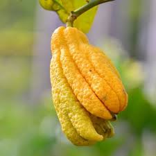 Image result for Citrus medica