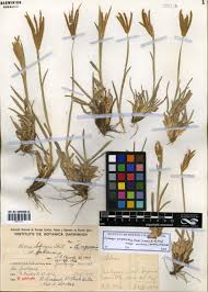 Image result for Eustachys paspaloides