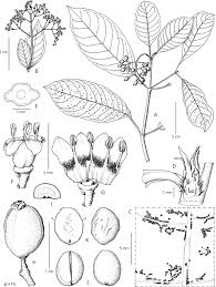 Image result for Psychotria mildbraedii