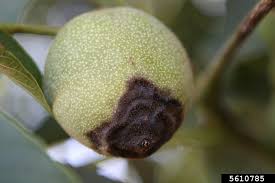 Image result for Walnut blight